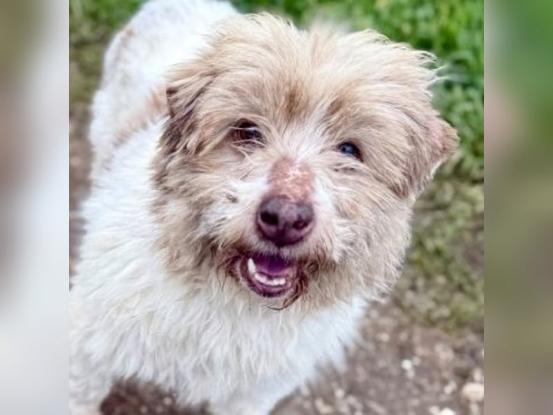 Herzenshund Roulis sucht Familienanschluss