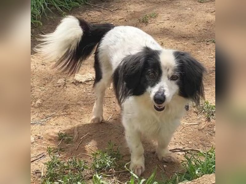 Sanfte kleine Yuki sucht einfühlsame Menschen