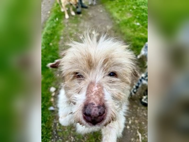 Herzenshund Roulis sucht Familienanschluss