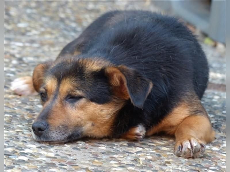 Klara - fröhliche, kleine Dame sucht Plätzchen auf dem Sofa