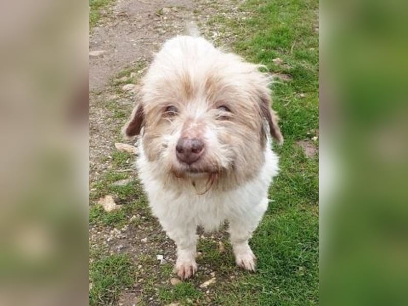 Herzenshund Roulis sucht Familienanschluss