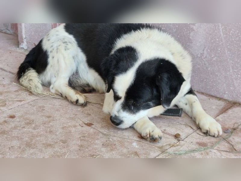 Kleiner Jack: Senior sucht Altersruheplatz