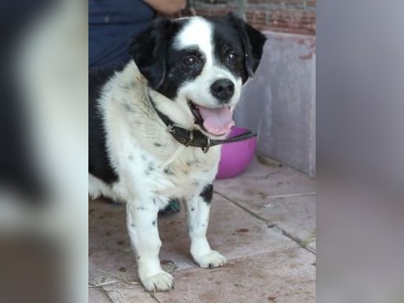 Kleiner Jack: Senior sucht Altersruheplatz
