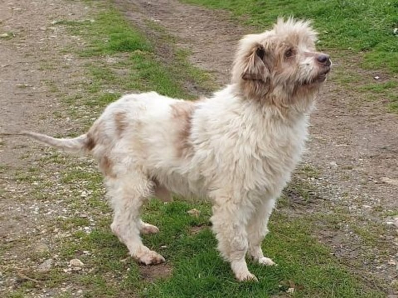 Herzenshund Roulis sucht Familienanschluss