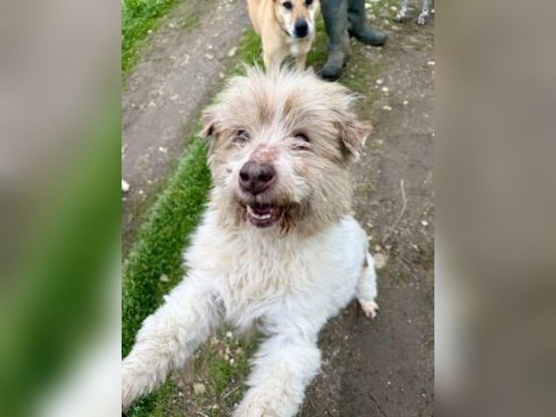 Herzenshund Roulis sucht Familienanschluss