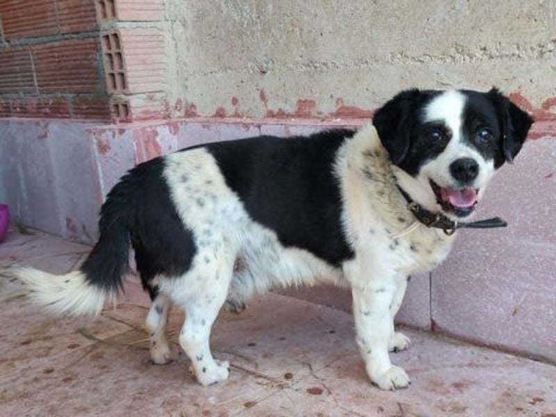 Kleiner Jack: Senior sucht Altersruheplatz