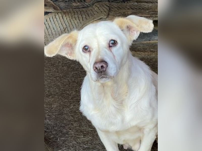 Liebe Milka sucht warmes Plätzchen