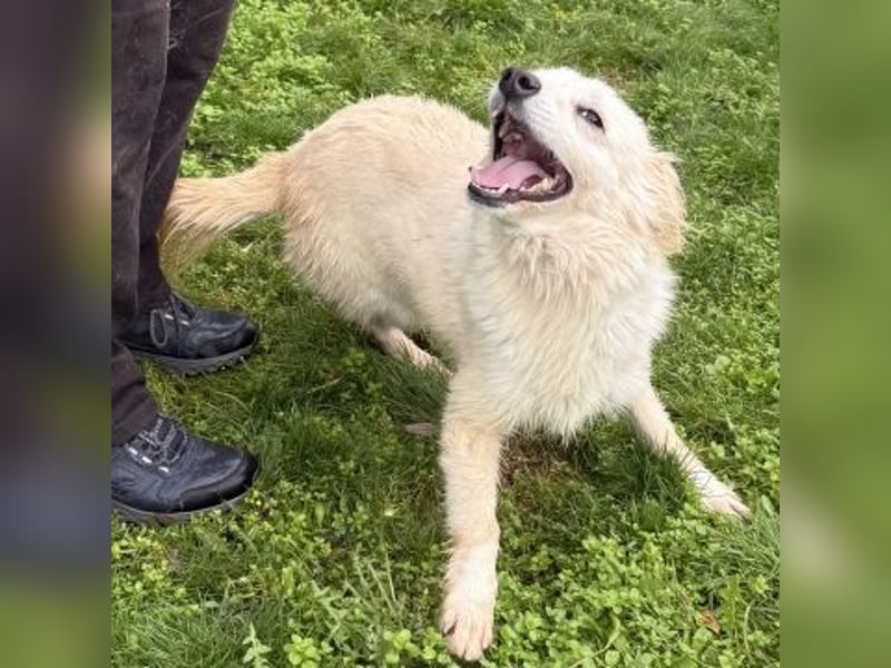 Sweety - flotte Motte