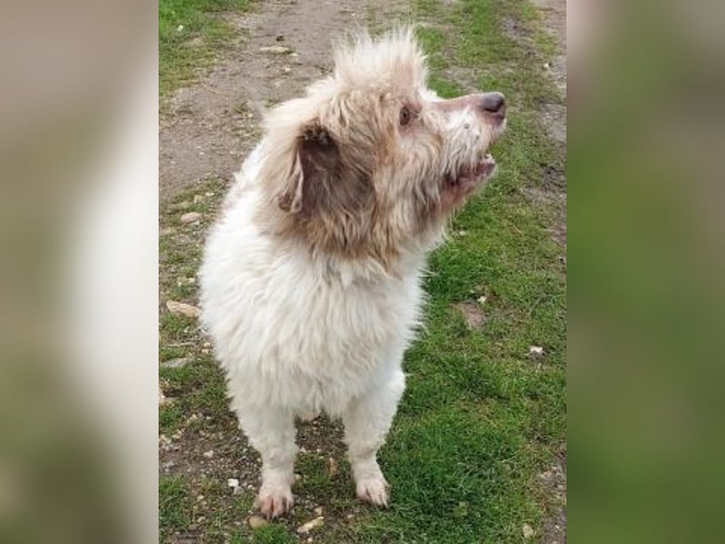 Herzenshund Roulis sucht Familienanschluss