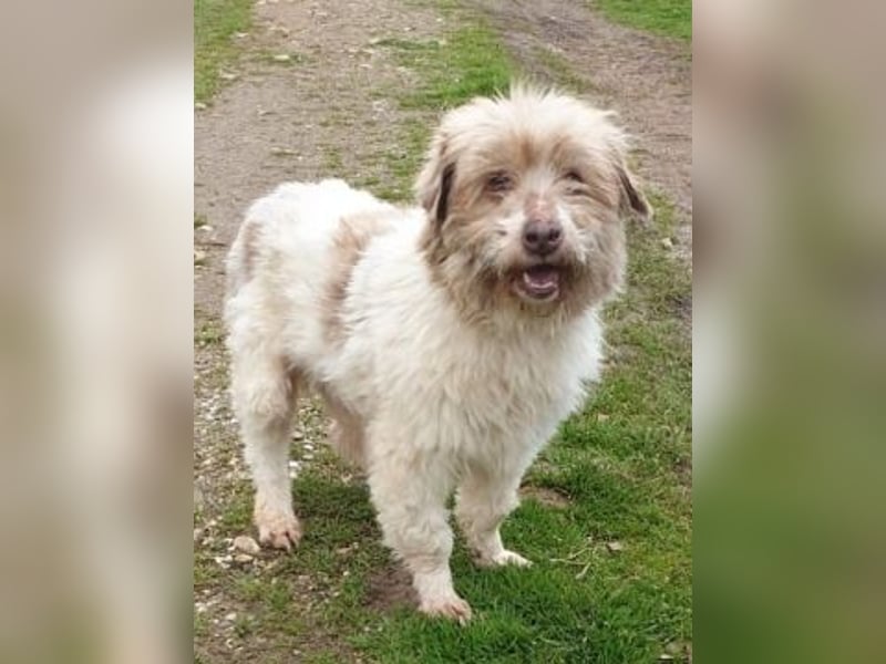 Herzenshund Roulis sucht Familienanschluss