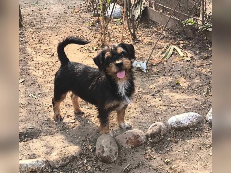 Agile Winnie