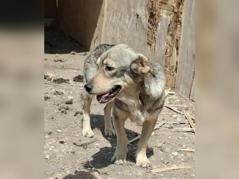 Gigi - kleiner Rohdiamant