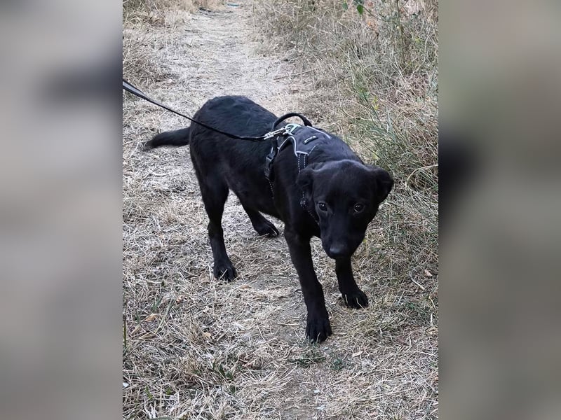 Schwarze Schönheit Tilly