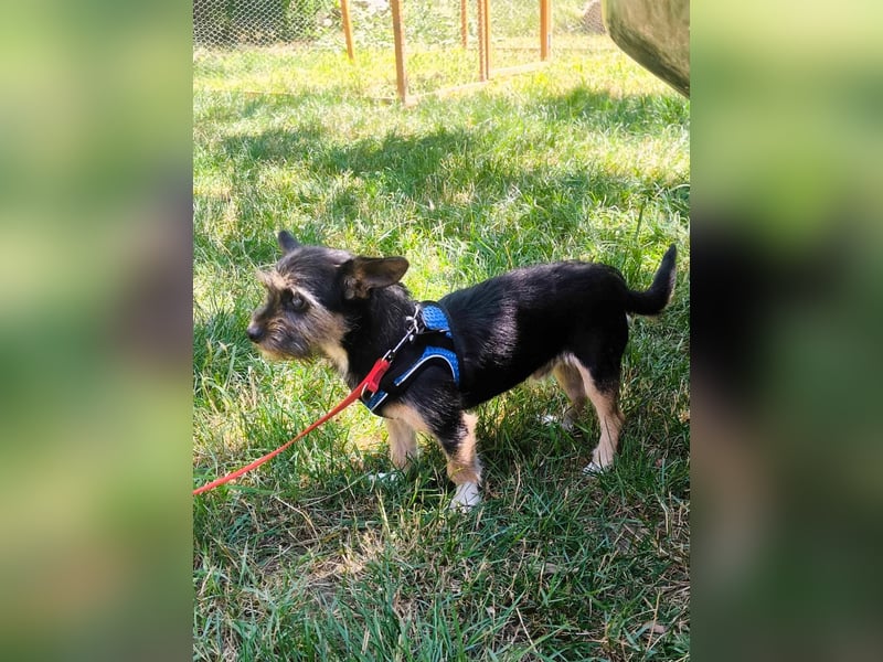 Finn mit kleinem Handicap