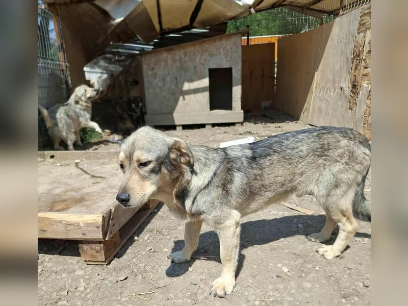 Gigi - kleiner Rohdiamant