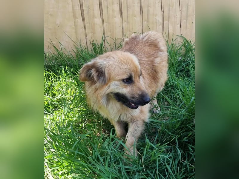 Keno sucht ein Zuhause