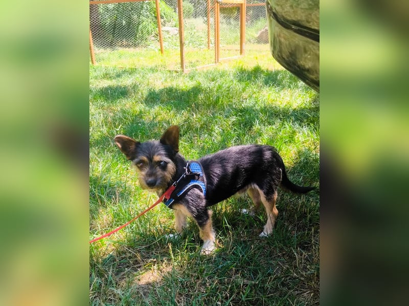 Finn mit kleinem Handicap