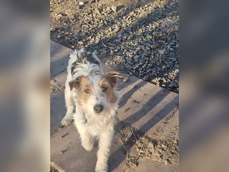 Chrissi sucht ein Zuhause