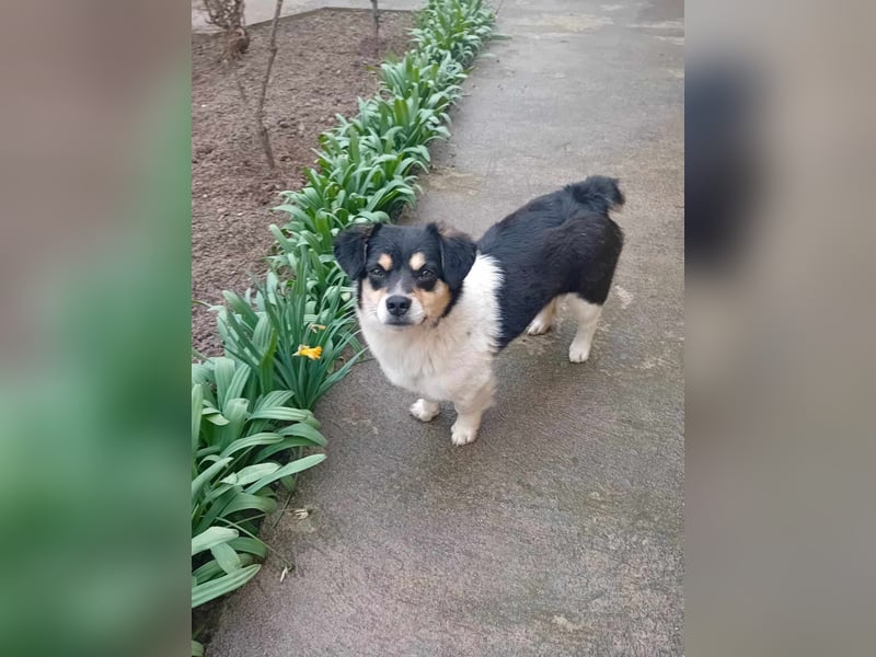 Emil - Vier Pfoten und ein großes Herz