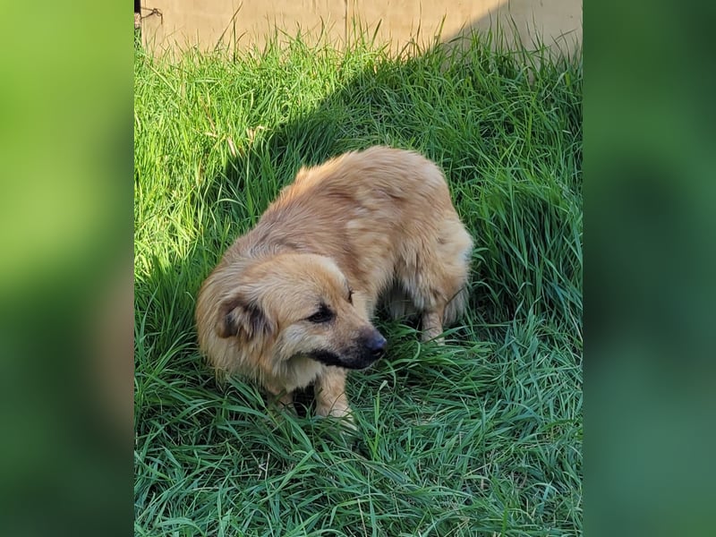 Keno sucht ein Zuhause