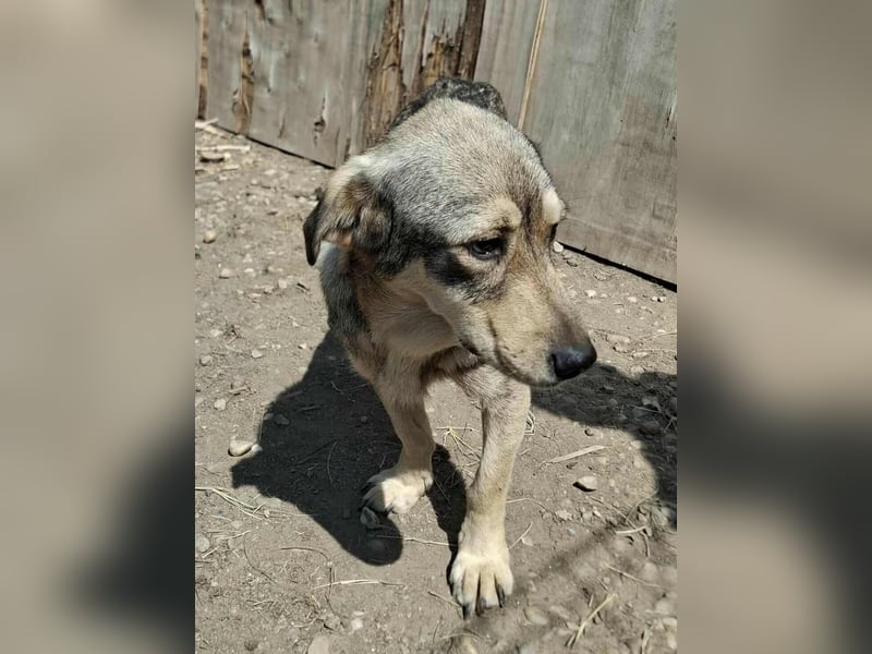 Gigi - kleiner Rohdiamant