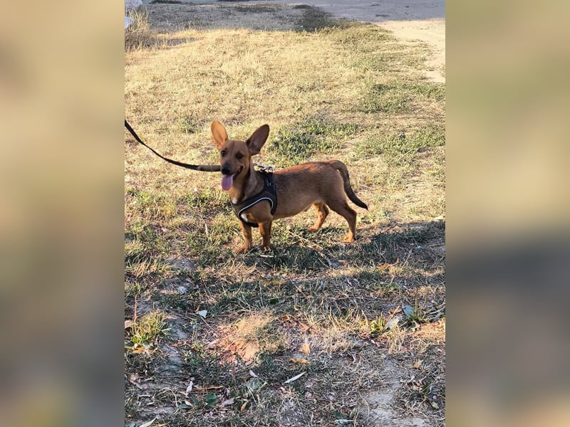 Unico sucht ein neues Zuhause