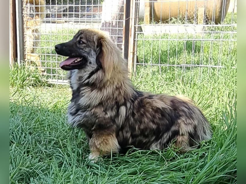 Langhaar Kiki