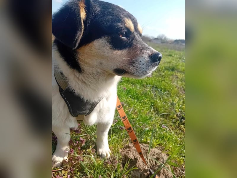 Emil - Vier Pfoten und ein großes Herz