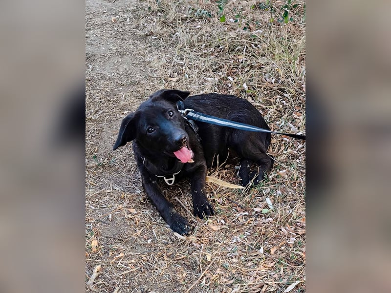 Schwarze Schönheit Tilly