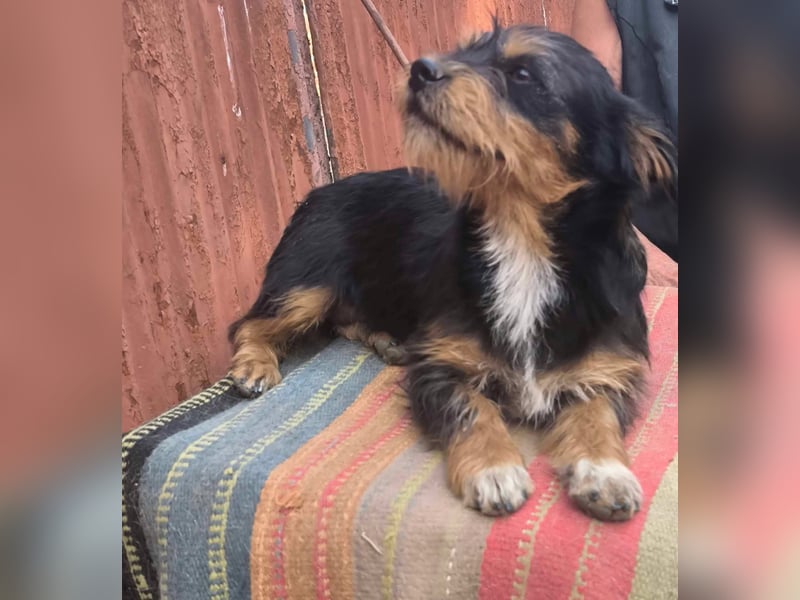 Agile Winnie
