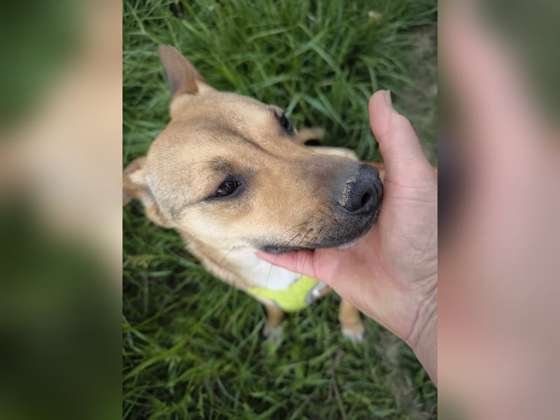 Kleine Endeckerin Penny