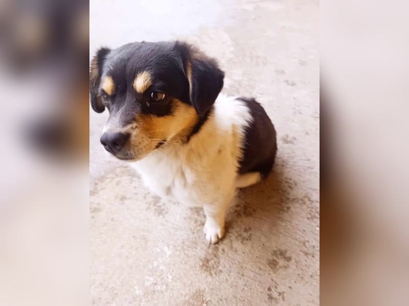 Emil - Vier Pfoten und ein großes Herz