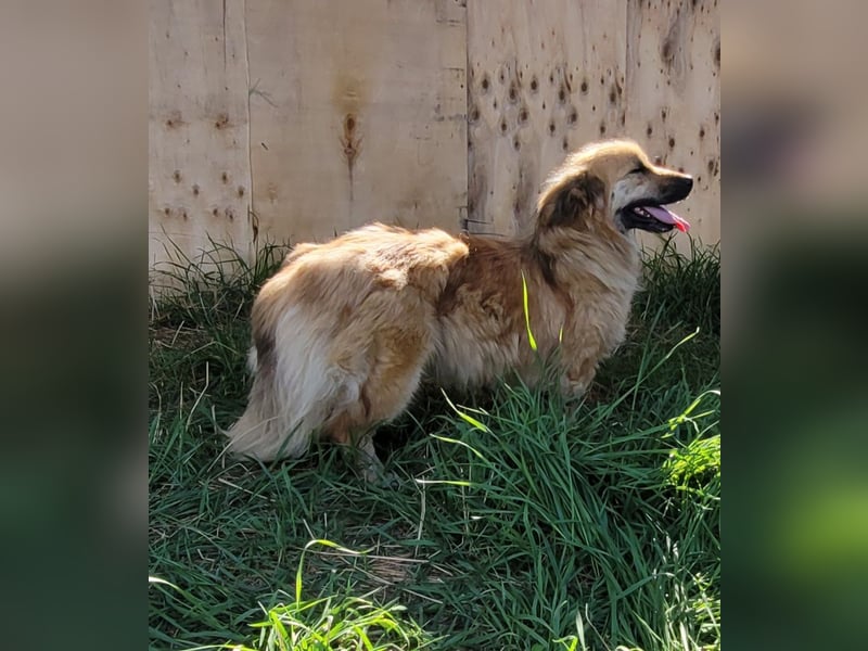 Keno sucht ein Zuhause