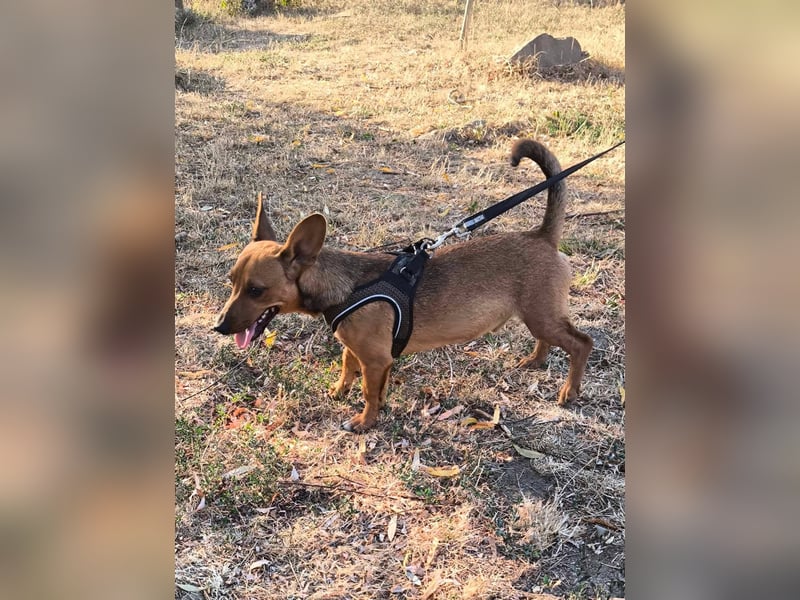 Unico sucht ein neues Zuhause
