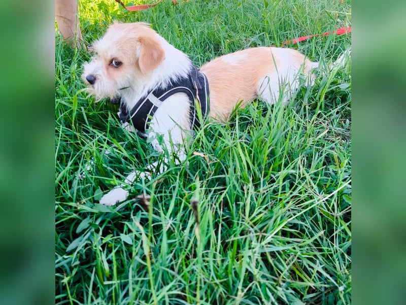 Kleine Kämpferin Lilly