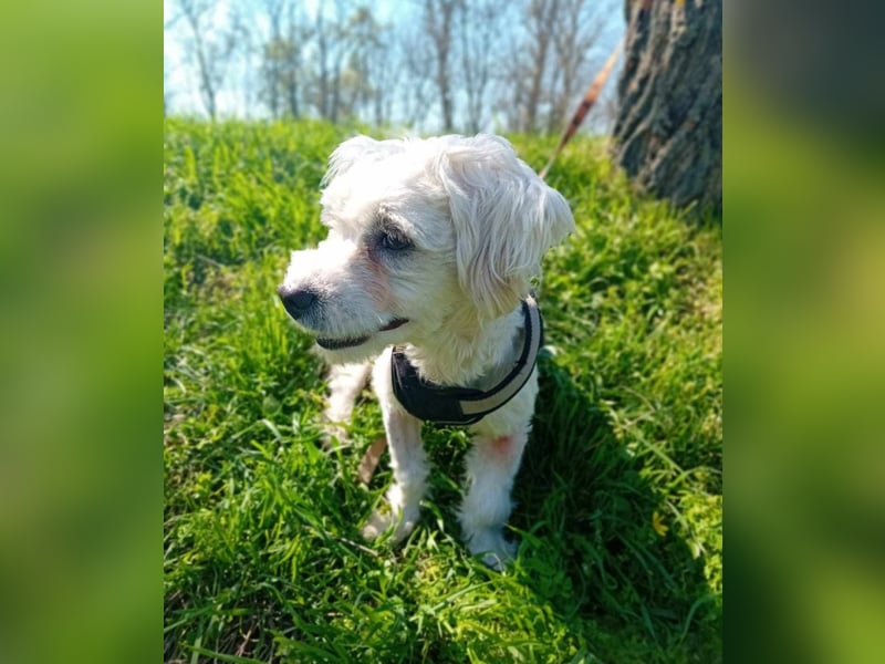 Treue Begleiterin Kathy