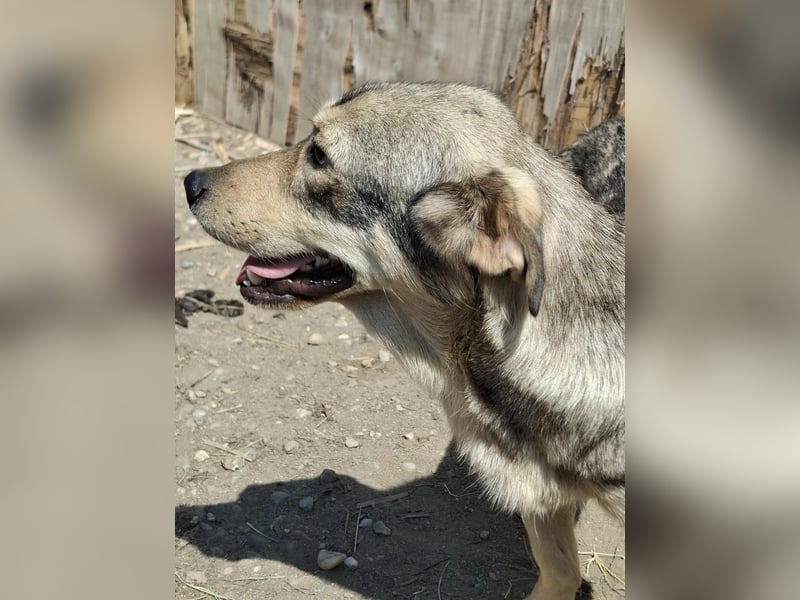 Gigi - kleiner Rohdiamant