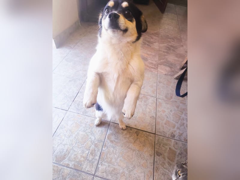 Emil - Vier Pfoten und ein großes Herz