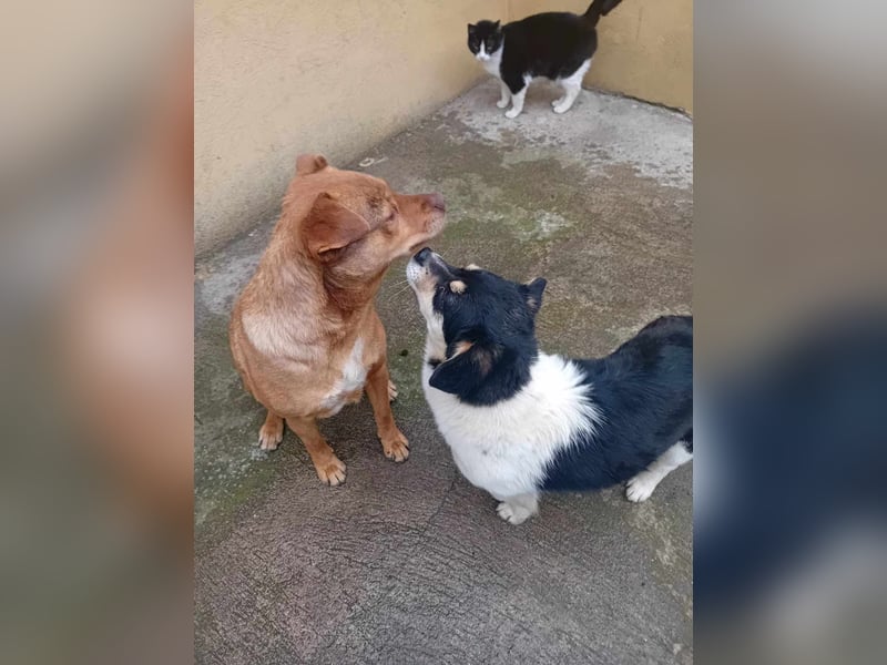 Emil - Vier Pfoten und ein großes Herz