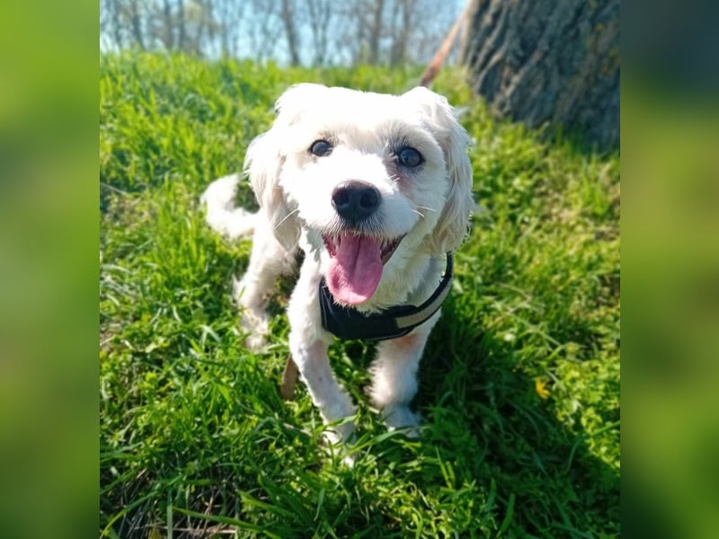 Treue Begleiterin Kathy