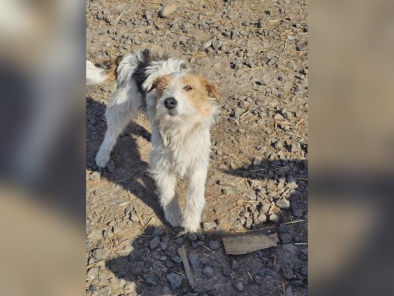 Chrissi sucht ein Zuhause