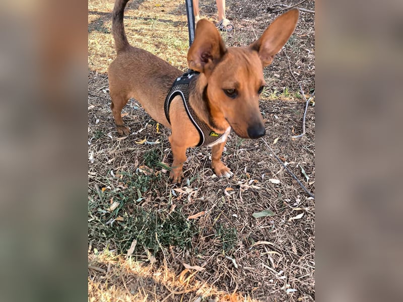 Unico sucht ein neues Zuhause