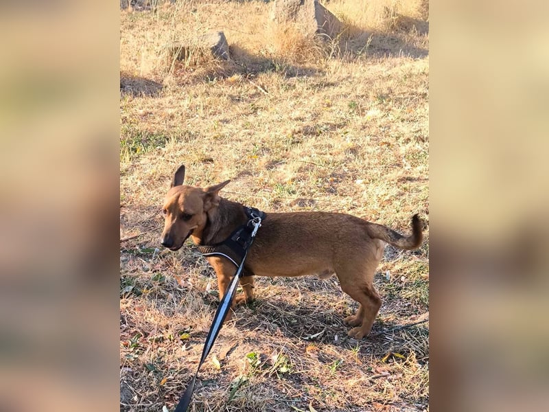 Unico sucht ein neues Zuhause