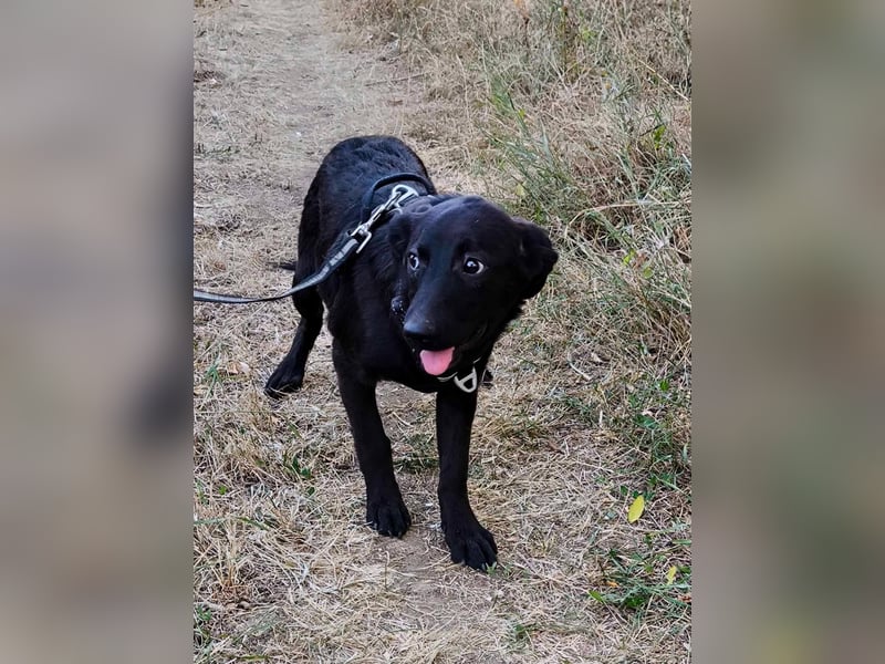 Schwarze Schönheit Tilly
