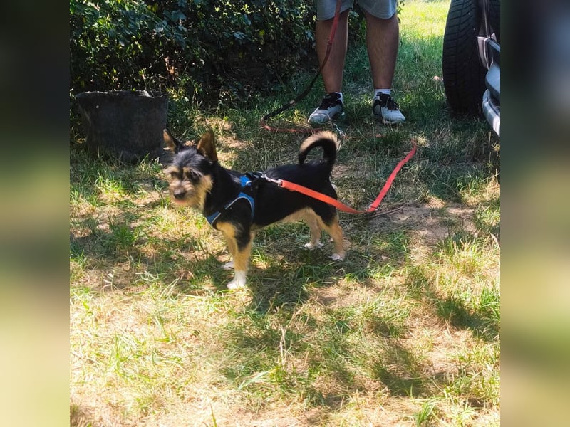 Finn mit kleinem Handicap