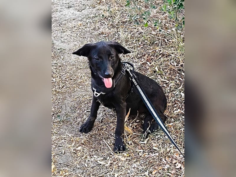 Schwarze Schönheit Tilly