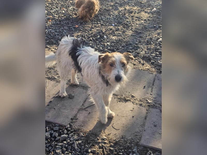 Chrissi sucht ein Zuhause