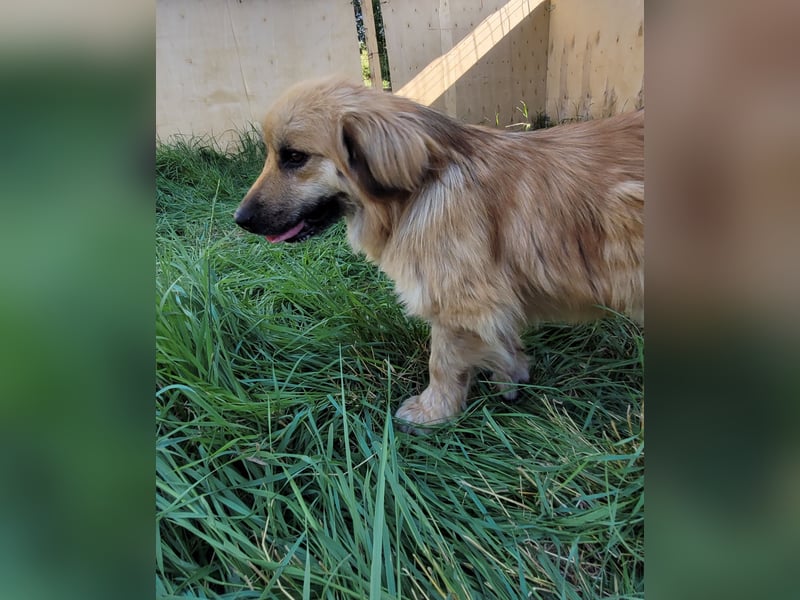 Keno sucht ein Zuhause