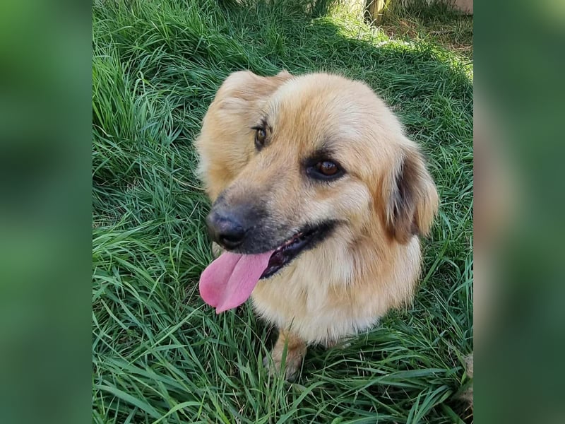 Keno sucht ein Zuhause