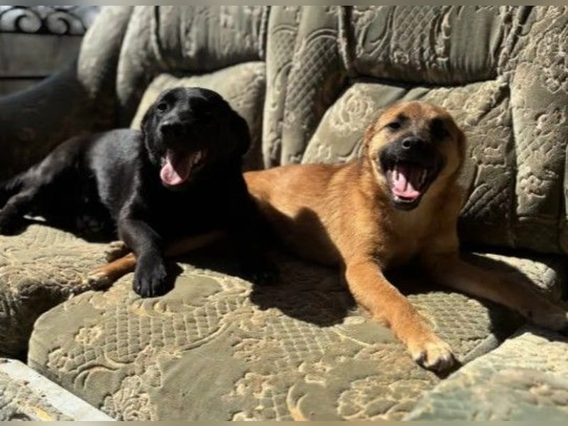TYSON - abenteuerlustiger Junghund sucht seine Familie